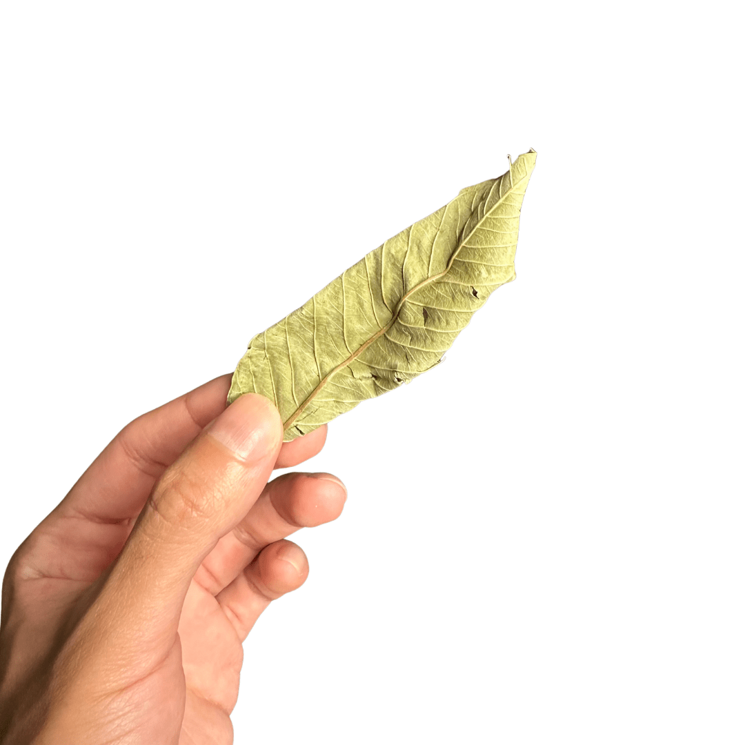 شاي اوراق الجوافة - شاي مذيب البلغم